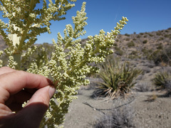 Nolina bigelovii