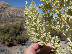 Nolina bigelovii