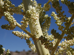 Nolina bigelovii