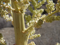 Nolina bigelovii