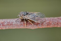 Myopsalta coolahensis