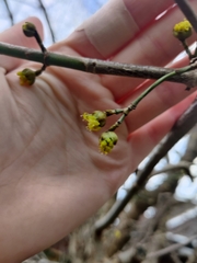 Cornus