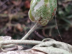 Tetranychidae