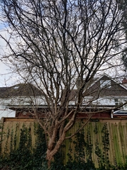 Cornus