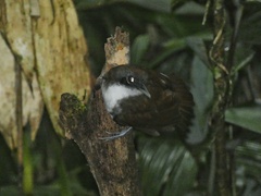 Gymnopithys bicolor