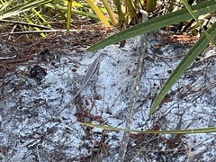 Sceloporus woodi