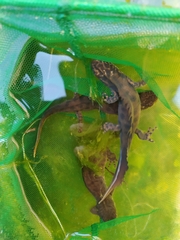 Triturus carnifex