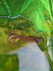 Triturus carnifex