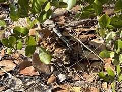 Sceloporus woodi