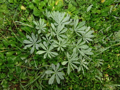 Lupinus luteus