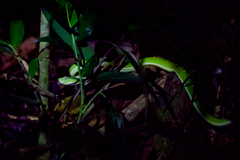 Bothriechis lateralis