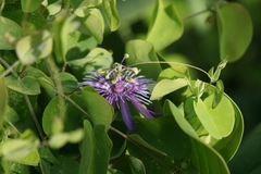 Passiflora subrotunda