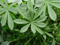 Lupinus luteus
