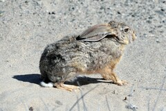 Lepus capensis
