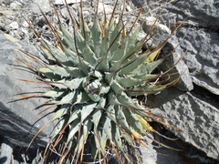 Agave utahensis