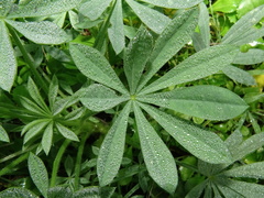 Lupinus luteus