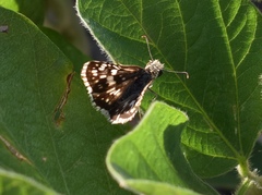Burnsius orcynoides