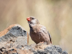 Bucanetes githagineus