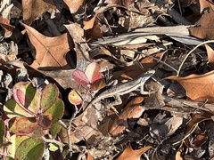 Sceloporus woodi