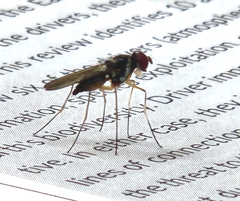 Tanypezidae