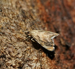 Glaucocharis dilatella