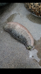 Athyonidium chilensis