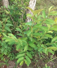 Annona