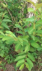 Annona