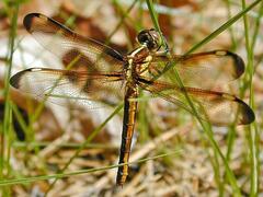 Libellula flavida