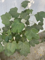 Cnidoscolus aconitifolius