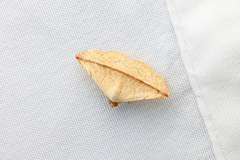 Eublemma perversicolor