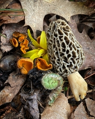 Morchellaceae