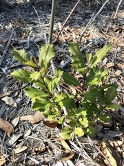 Ilex opaca arenicola