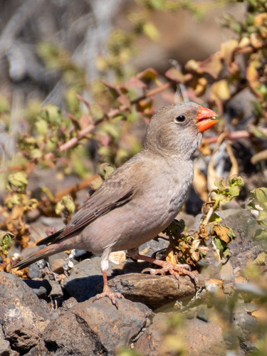 Camachuelo trompetero (Bucanetes githagineus)