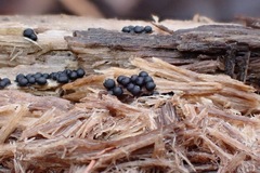 Rosellinia