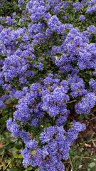 Ceanothus impressus