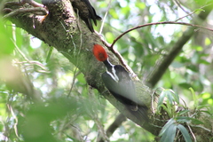 Campephilus melanoleucos