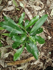 Planchonella costata