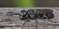 Pison marginatum