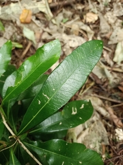 Planchonella costata