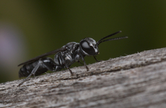 Pison marginatum
