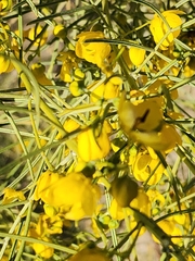 Senna artemisioides