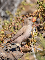 Bucanetes githagineus