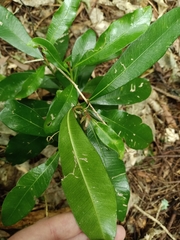 Planchonella costata