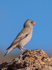 Bucanetes githagineus