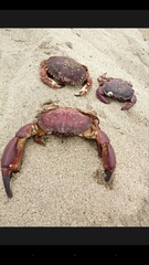 Platyxanthus orbignyi