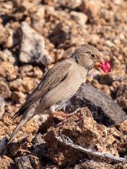 Bucanetes githagineus