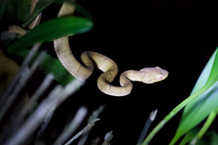 Bothriechis lateralis