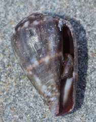 Conus ventricosus