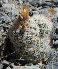Escobaria chlorantha